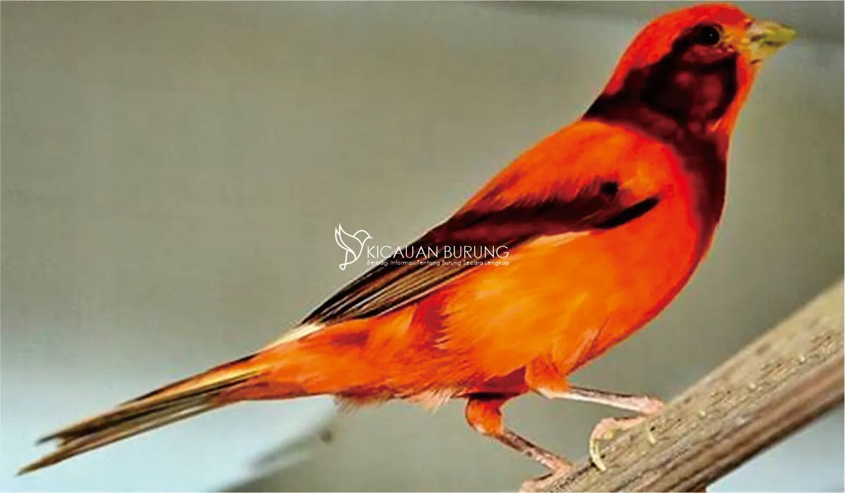 Harga Burung Kenari Merah di Indonesia