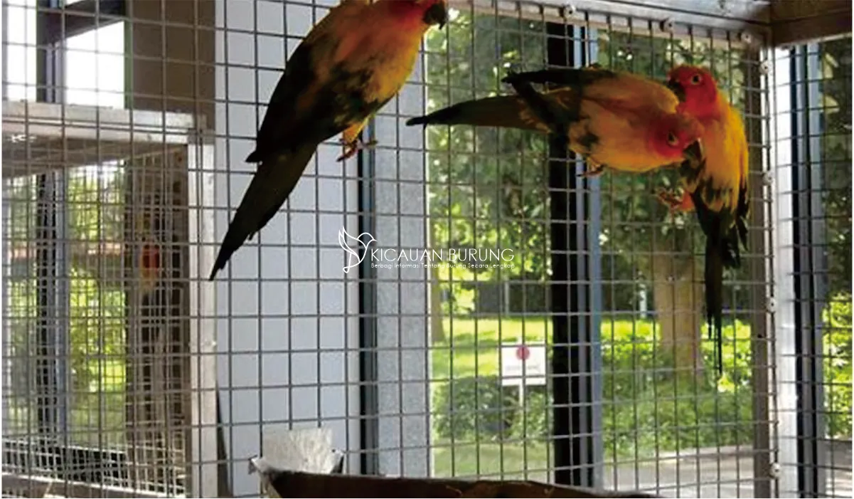Bagaimana Memilih Kandang Burung Parkit yang Tepat