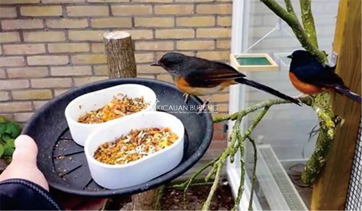 Makanan Burung Murai untuk Menjaga Kesehatan dan Kualitas Suara